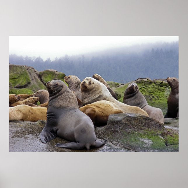 Steller Sea Lions - Kunstdrucke Poster (Vorne)