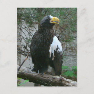 Stellers Eagle Postcard Postkarte
