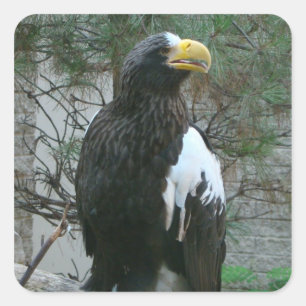 Stellers Eagle Sticker