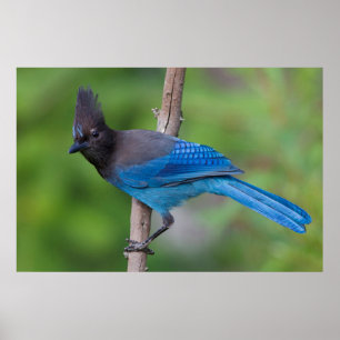 Stellers Jay 1 Poster