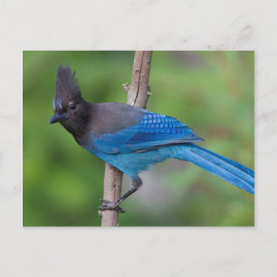 Stellers Jay 1 Postkarte