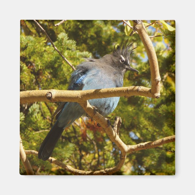 Steller's Jay at Rocky Mountain National Park Magnet (Vorne)
