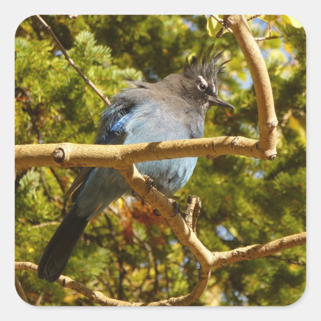 Steller's Jay at Rocky Quadratischer Aufkleber