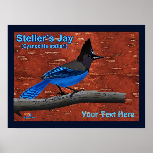 Steller's Jay auf dem Barkeplakat Poster (Vorne)