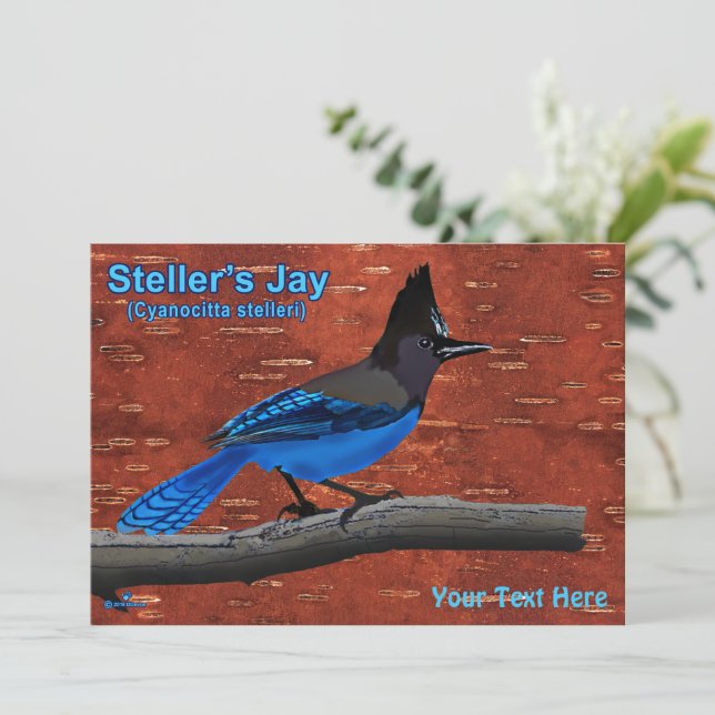 Stellers Jay auf der inneren Birkenhalde (Stehend Vorderseite)