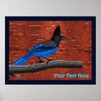 Stellers Jay auf der inneren Birkenhalde