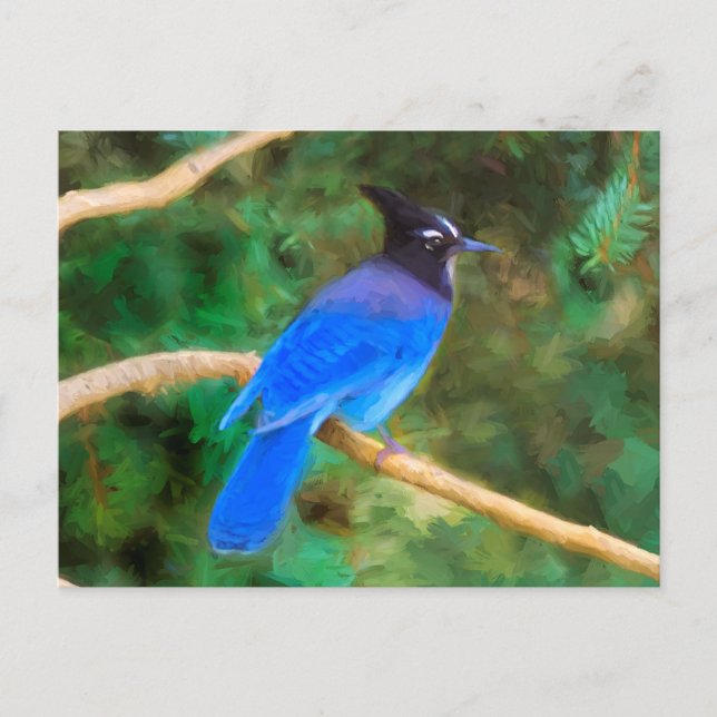 Stellers Jay Gemälde - Originale Vogelkunst Postkarte (Vorderseite)
