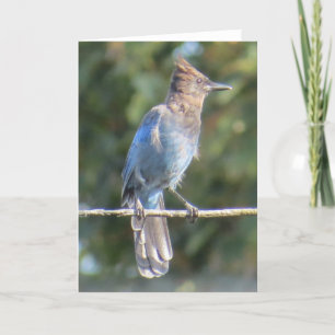 Stellers Jay-Grußkarte Karte