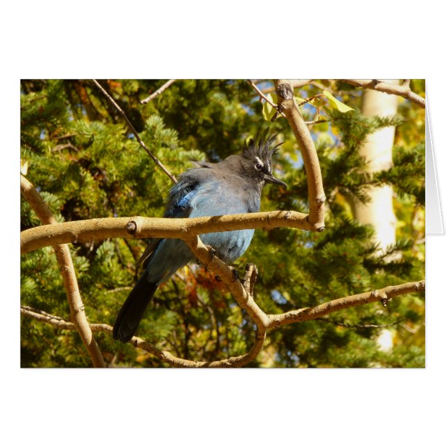 Steller's Jay im Rocky Mountain National Park (Vorderseite (Horizontal))