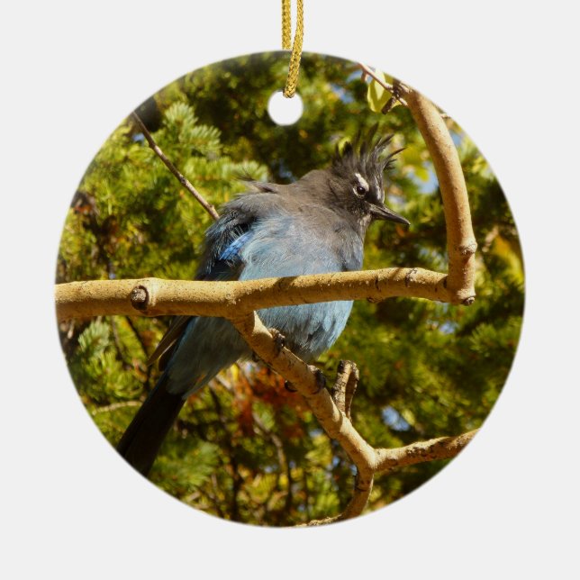 Steller's Jay im Rocky Mountain National Park Keramik Ornament (Vorne)