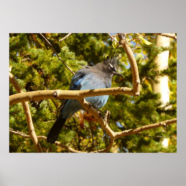 Steller's Jay im Rocky Mountain National Park Poster (Vorne)