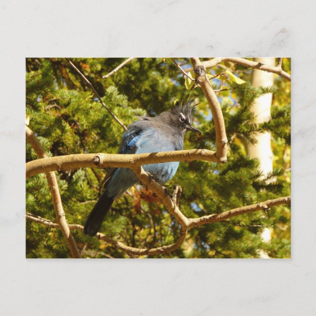 Steller's Jay im Rocky Mountain National Park Postkarte (Vorderseite)