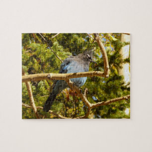 Steller's Jay im Rocky Mountain National Park Puzzle