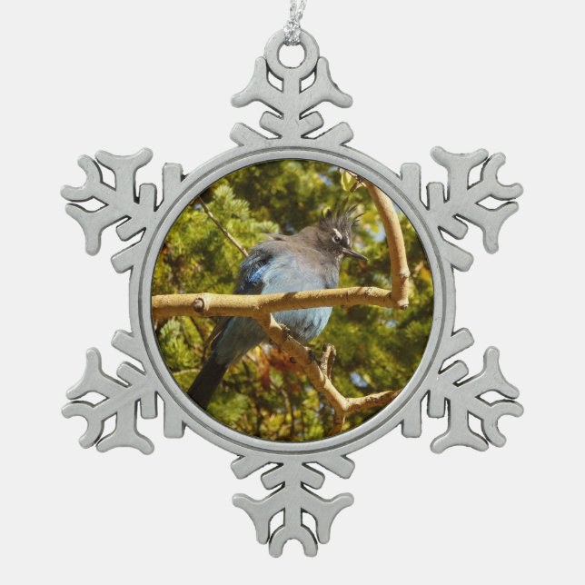 Steller's Jay im Rocky Mountain National Park Schneeflocken Zinn-Ornament (Vorderseite)