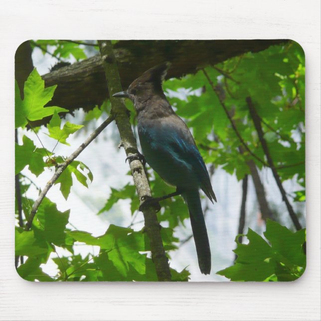 Steller's Jay im Yosemite-Nationalpark Mousepad (Vorne)
