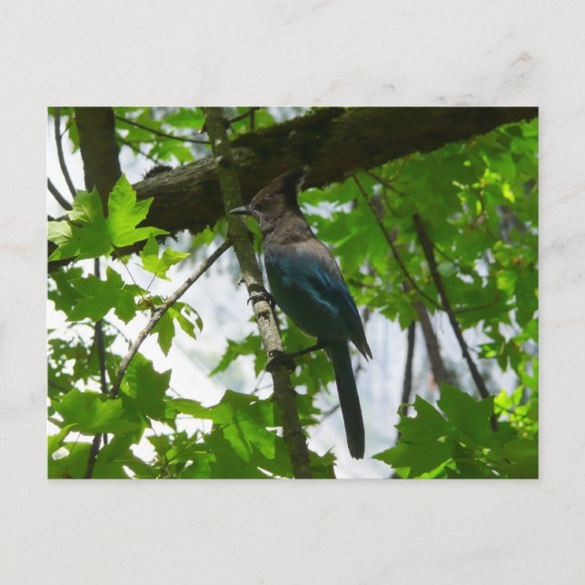 Steller's Jay im Yosemite-Nationalpark Postkarte (Vorderseite)