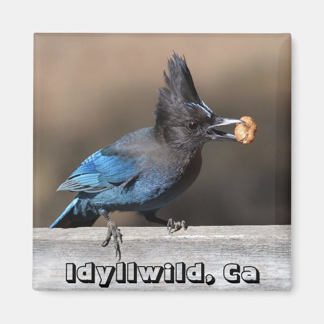 Steller's Jay mit Erdnussmagnet Idyllwild, Ca Magnet (Vorne)