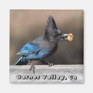 Steller's Jay mit Peanut Magnet Garner Valley, Ca