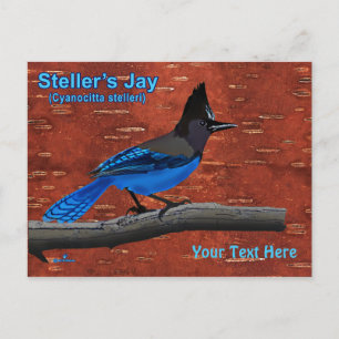 Steller's Jay on Inner Birch Bark Postcard Postkarte