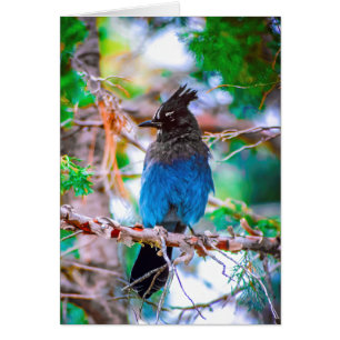 Steller's Jay - Original Foto