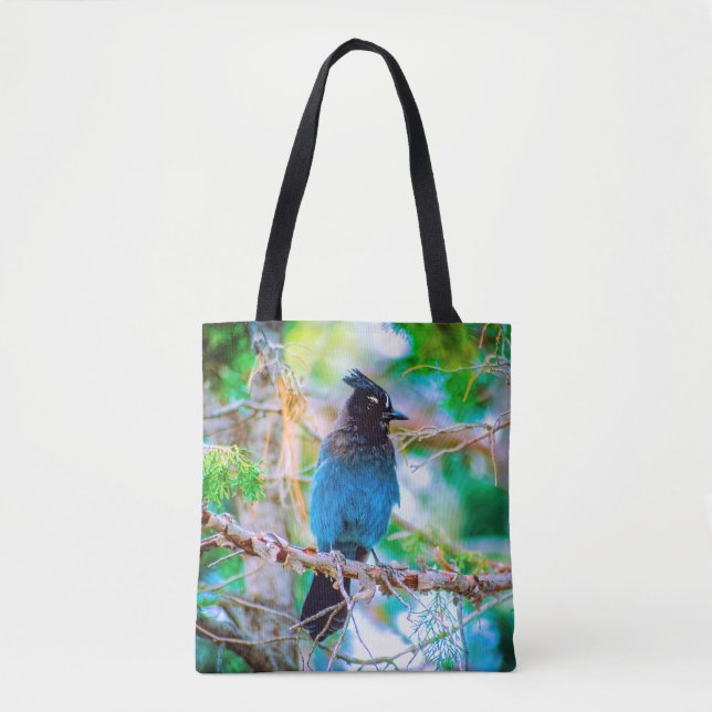 Steller's Jay - Original Foto (Vorderseite)
