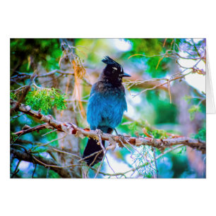 Steller's Jay - Original Foto