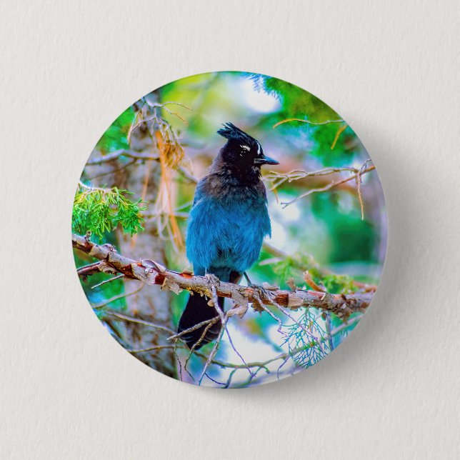 Steller's Jay - Original Foto Button (Vorderseite)