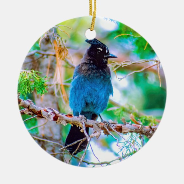 Steller's Jay - Original Foto Keramik Ornament (Vorne)