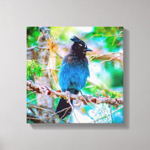 Steller's Jay - Original Foto Leinwanddruck