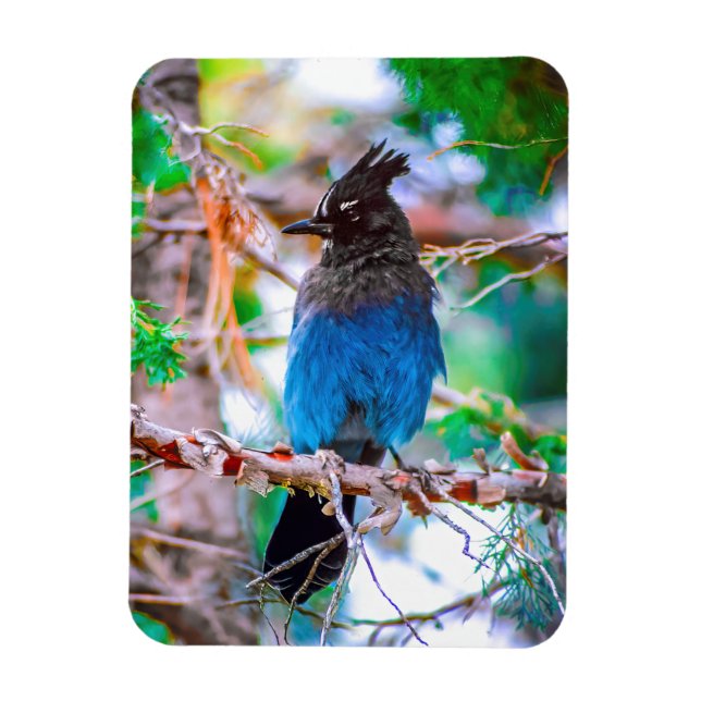 Steller's Jay - Original Foto Magnet (Vertikal)