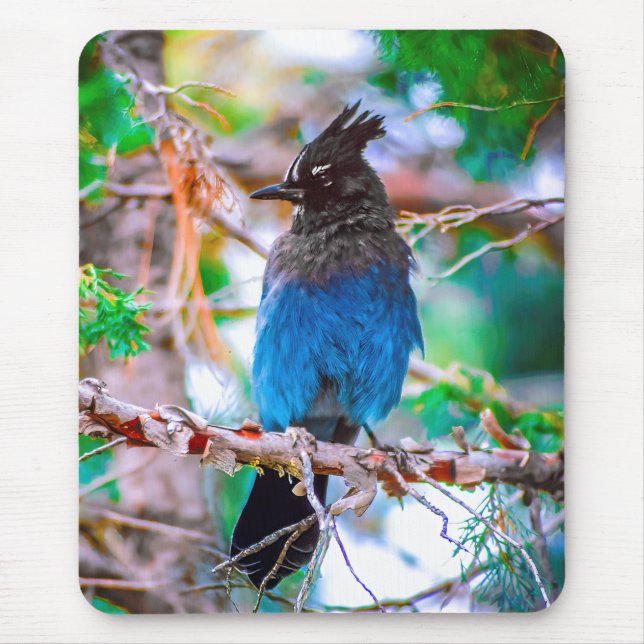 Steller's Jay - Original Foto Mousepad (Vorne)