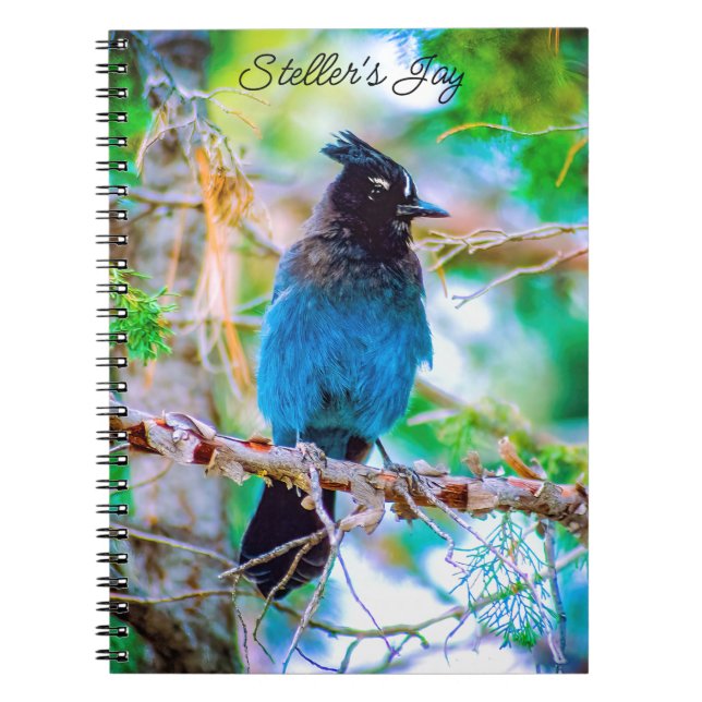 Steller's Jay - Original Foto Notizblock (Vorderseite)