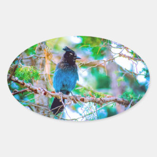 Steller's Jay - Original Foto Ovaler Aufkleber