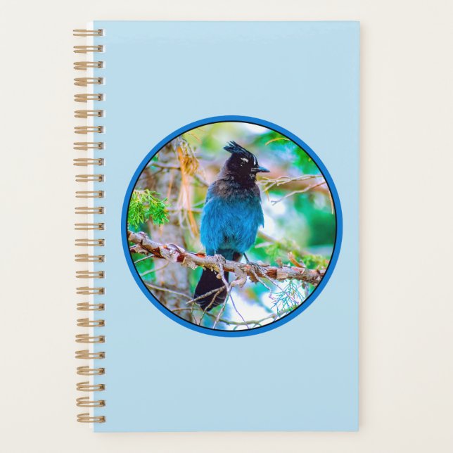 Steller's Jay - Original Foto Planer (Vorderseite)
