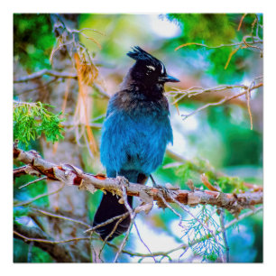 Steller's Jay - Original Foto Poster