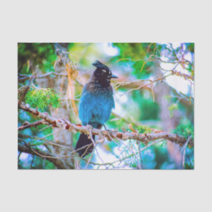 Steller's Jay - Original Foto Seidenpapier