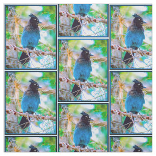 Steller's Jay - Original Foto Stoff