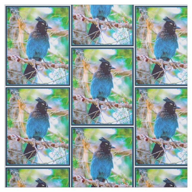 Steller's Jay - Original Foto Stoff (Muster)
