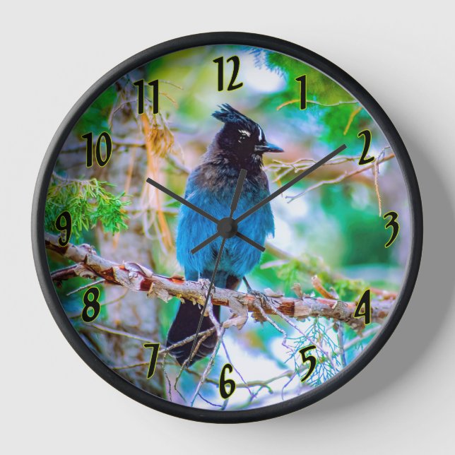 Steller's Jay - Original Foto Uhr (Vorderseite)