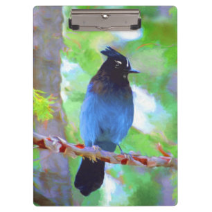 Steller's Jay Painting - Original Bird Art Klemmbrett