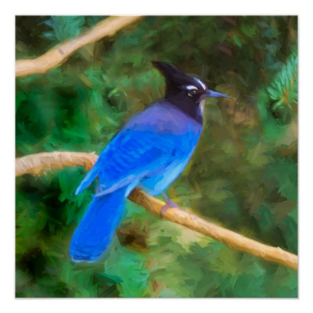 Steller's Jay Painting - Original Bird Art Poster (Vorderseite)