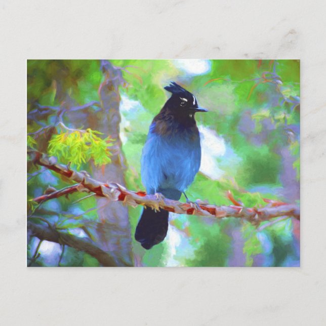 Steller's Jay Painting - Original Bird Art Postkarte (Vorderseite)