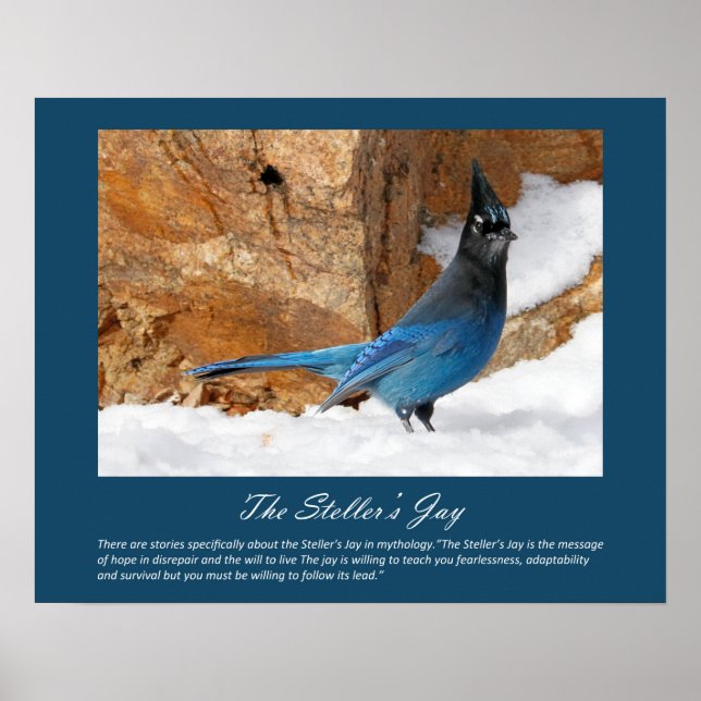 Steller's Jay Poster (Vorne)