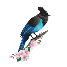 Steller's Jay Stretched Canvas Print Leinwanddruck