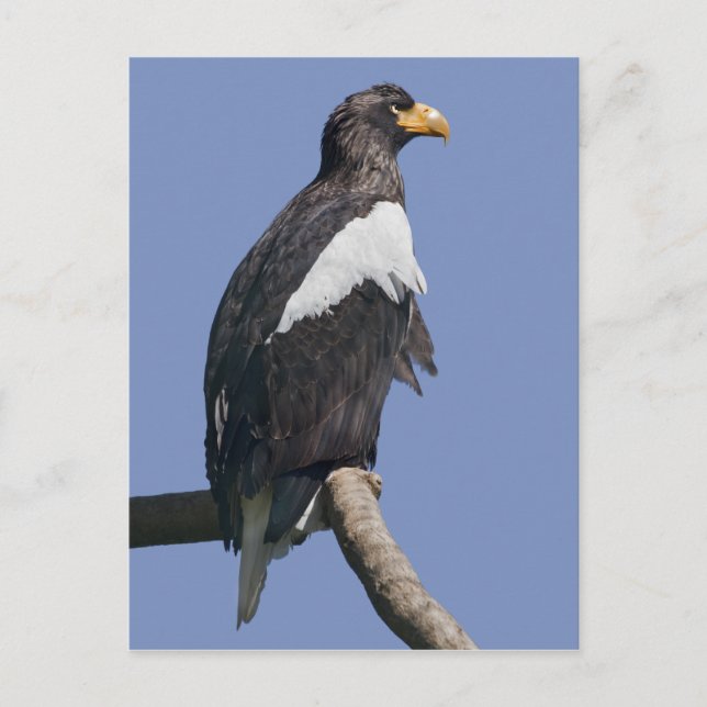 Steller's Sea Eagle Postcard Postkarte (Vorderseite)