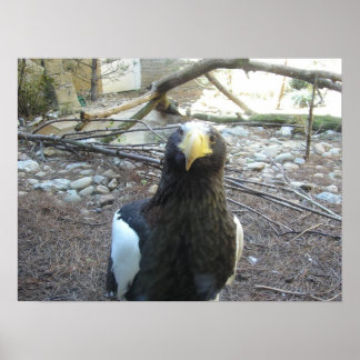 Stellerseeadler Poster