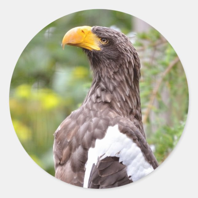 Stellerseeadler Runder Aufkleber (Vorderseite)