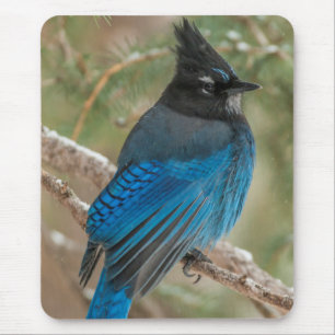 Stellershäher im Baum Mousepad