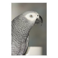 Stently African Gray Parrot
