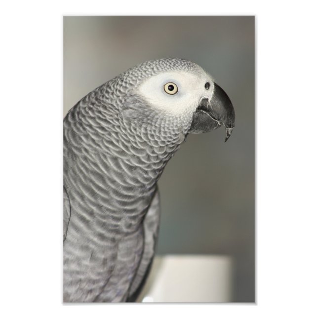 Stently African Gray Parrot Fotodruck (Vorne)